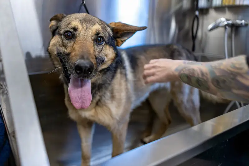 Hund står i det rustfri vaskekar med en hånd på ryggen