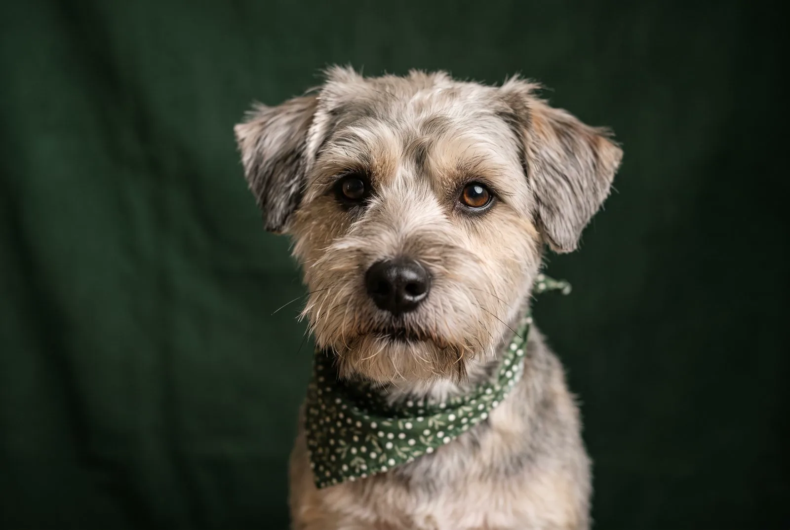 Portræt af en grå ruhåret terrier med grønt tørklæde om halsen